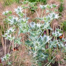 Image result for Stolzia heiligenthalii