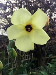 Image result for Abelmoschus