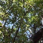 Image result for Zanthoxylum chalybeum