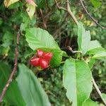 Image result for Tetracera alnifolia