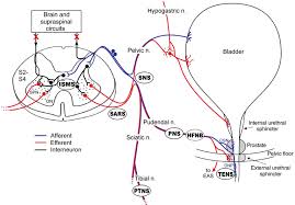 Sacral Spinal Cord Targets Segments S2 S4 For Electrical Stimulation Download Scientific Diagram