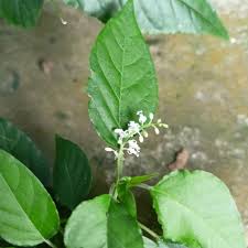 Image result for Petiveriaceae