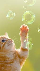Pin On Mobile Iphone Cat Wallpapers