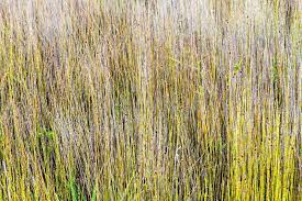 Image result for Restionaceae