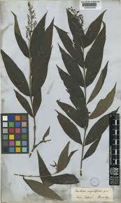 Image result for Bertiera