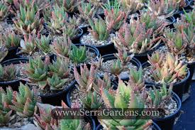 Image result for Aloe nuttii