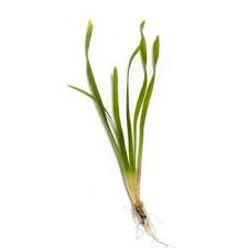 Image result for Vallisneria