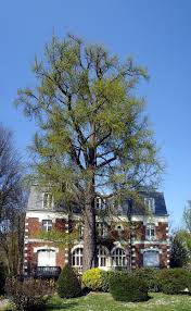 Maisons A Vendre A Coubron 93