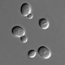 We did not find results for: Using Yeast In Biology Stories Yourgenome Org