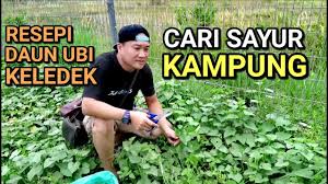 Sub malay, malay sub movie ada apa dengan dosa. Petik Daun Ubi Keledek Bikin Sayur Youtube