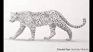 Lion, tiger, jaguar, leopard, snow leopard, mainland clouded leopard, and sunda. How To Draw A Leopard With Pencil Big Cat Youtube