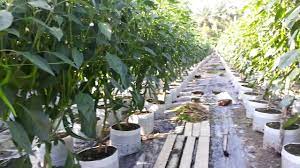 Dalam pertanian utamanya dalam masalah persemaian atau penanaman cabe di dalan polybag, pastinya kita harus mengetahui. 10 Weeks Old Red Chili In Polybag Throwback June 2017 Youtube