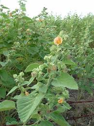 Image result for Sida cordifolia