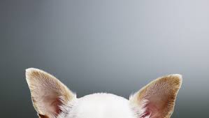 Clean dog ears, just like humans! Using Hydrogen Peroxide To Clean Ears Is It Good For Your Dog Dogtime