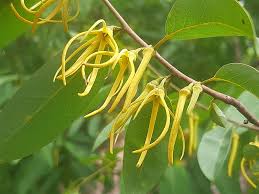 Image result for Xylopia gracilipes