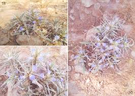 Image result for Blepharis buchneri