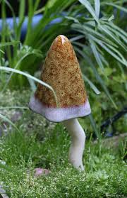 Sfk K Adli Kullanicinin Mushrooms Panosundaki Pin Bitki Dogal Doga