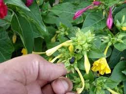 Pin On Seeds