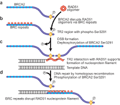 Image result for BRCA2