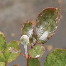 One stem on my rose bush is covered with these. Gardening Guru Reduce Rose Pests And Diseases The Sun Gazette Newspaper