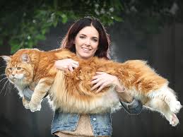 Maine coon cats & maine coon cat breeders. World S Longest Cat In Bid For Record Recognition The Independent The Independent