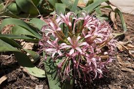 Image result for Ammocharis