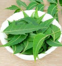 Image result for Azadirachta