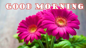 Good Morning Quotes Hd Images And Whatsapp Stickers For Free Download Online Wish Your Family And Friends With Beautiful Flower Wallpapers And Gif Messages Latestly Home good morning quotes 190+ good morning gif for whatsapp (2020) video status, funny animations. good morning quotes hd images and