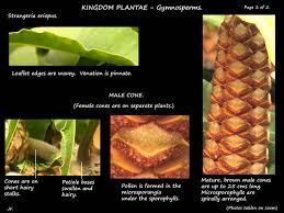 Image result for Stangeria eriopus