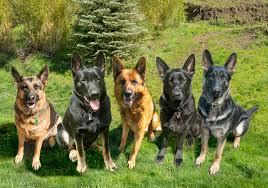 Puppies are offered to families that placed their deposit some time ago. Gsd German Shepherds Rogue River Oregon Facebook