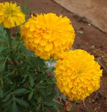 Featuring this time on maya flowers are the types of summer flowers in india. 10 Indian Flower Image With Name Top Collection Of Different Types Of Flowers In The Images Hd