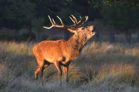 When they sense danger around them they would make a sniffing sound. Bleats To Grunts Deer Sounds And What They Mean Targetcrazy Com