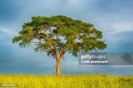 Image result for Acacia