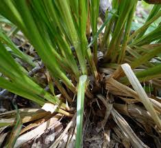 Image result for Carex mildbraediana