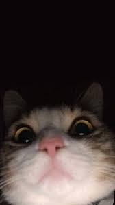 Hintergrundbilder Hintergrundbilder Tumblr Hintergrundbilder Foto Hintergrundbil Hintergrundbilder Hinterg Cute Cat Memes Cute Cat Wallpaper Cute Animals