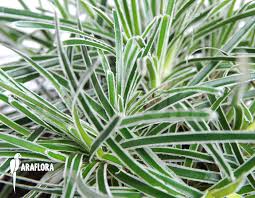 Image result for Ficinia