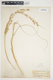 Image result for Halopyrum mucronatum