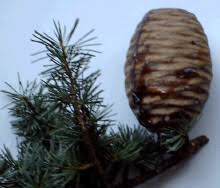 Milde lagen mit wenig spätfrost sind hier zu bevorzugen. Libanon Zeder Wikipedia