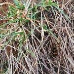 Image result for Cynodon nlemfuensis