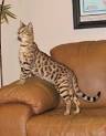 F1,F2,F3,F4,F5 Savannah Kittens For Sale - Ace Savannah ...