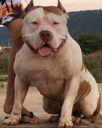 Armando christian pérez, known by the stage name pitbull or mr. Brazilian Pit Monsters Oficial On Instagram Proprietario Canil Monster Lima Bull Sr Pitbull Pet Pitbulls Pitbullso Bully Dog Pitbulls Pets