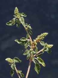 Image result for Amaranthus deflexus