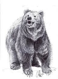 Pin On Bears