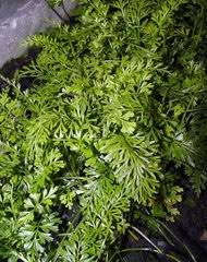 Image result for Vittaria reekmansii