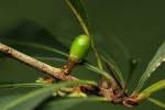Image result for Synsepalum muelleri