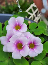 Image result for Oxalis semiloba
