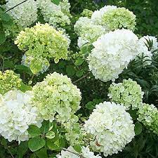 So this is a garden with no flowers. Viburnum Macrocephalum Snowball Bush White Flowers Viburnum White Gardens