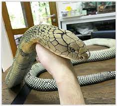 Part of the north borneo dispute and cross border attacks in sabah: 14 King Cobras Mambas Ideas King Cobra Beautiful Snakes Snake