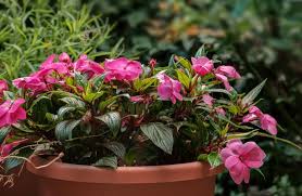 Image result for Impatiens keilii