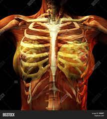 The ribs are curved, flat bones which form the majority of the thoracic cage. Rib Cage Image Photo Free Trial Bigstock